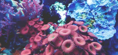 Biologie sous-marine