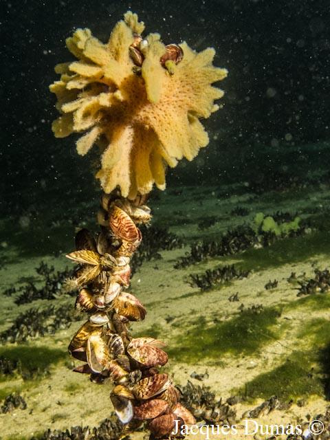 2 personnes de la commission technique aux côtés des gonfleurs